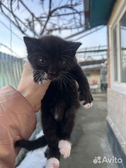Британские котята