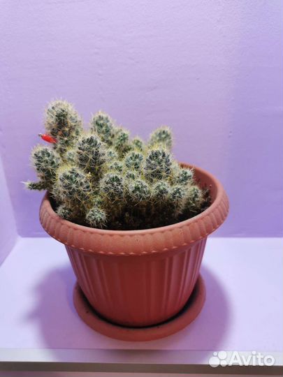 Кактус маммиллярия