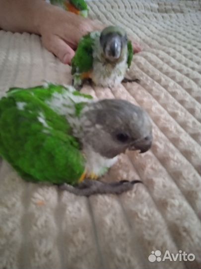 Продам попугаев