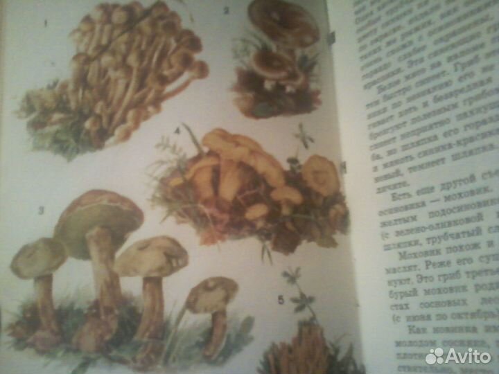 Дары русского леса Д.П Зуев 1966 год