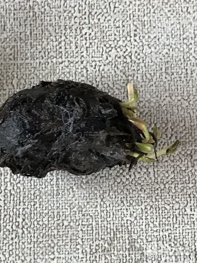 Нимфеи для пруда -подарки к 23 февраля и 8 марта