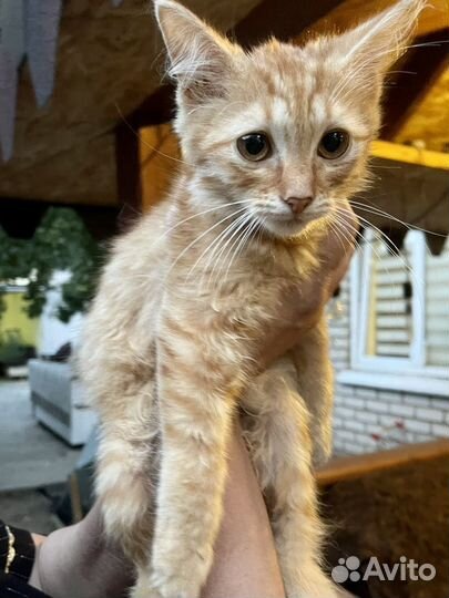 Котик мальчик рыжий