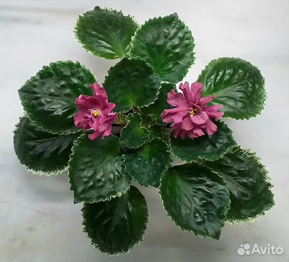 Сортовые фиалки цветущие