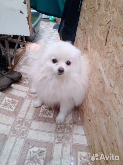 Немецкий шпиц вязка