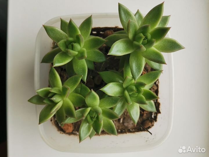 Сукулент Эхиверия