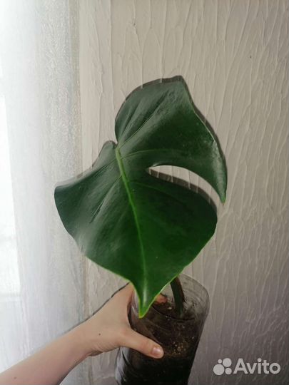 Монстеры: деликатесная, манки и др в профиле