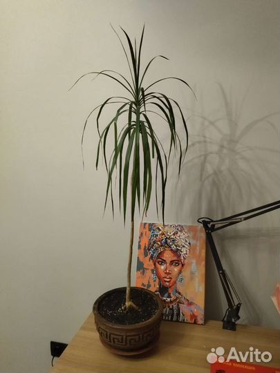 Пальма драцена