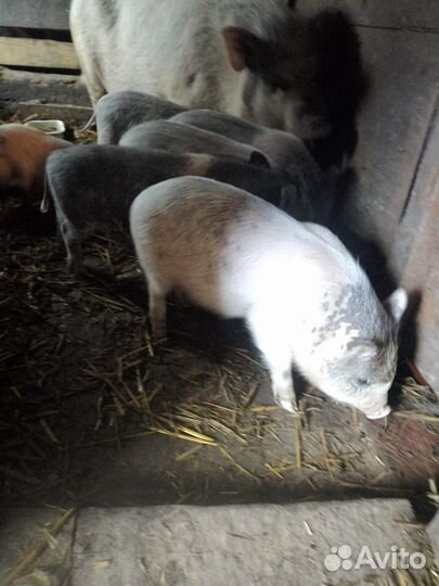 Вьетнамские поросята