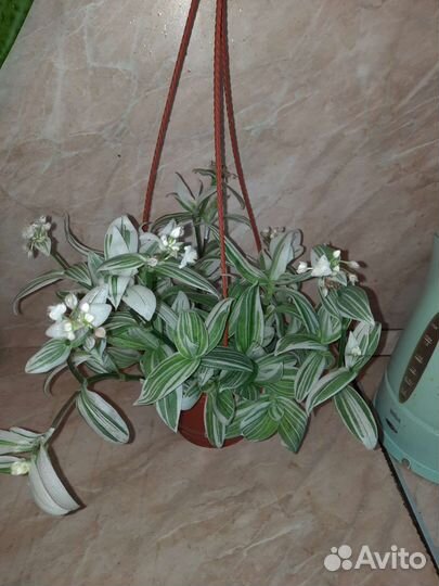 Ампельные растения. Акалифа, Традесканция и др