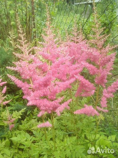 Японская анемона. Астильбы