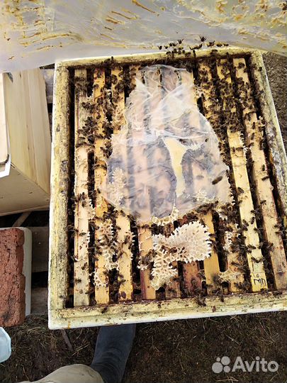 Пчелы, рой пчёл среднерусской породы