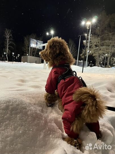 Комбинезон для собак
