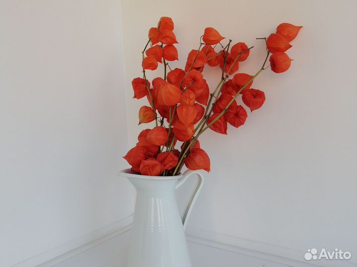 Сухоцветы, физалис, букет