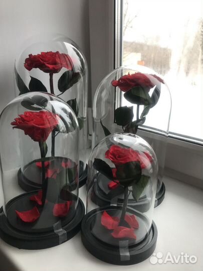 Роза в колбе