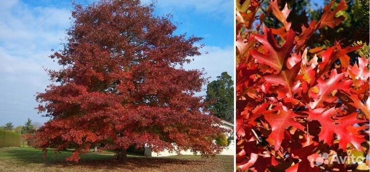 Дуб красный