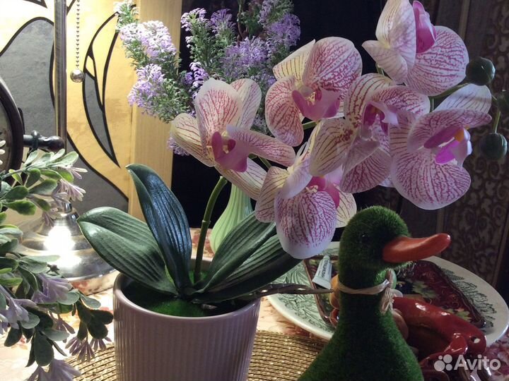 Цветок орхидея