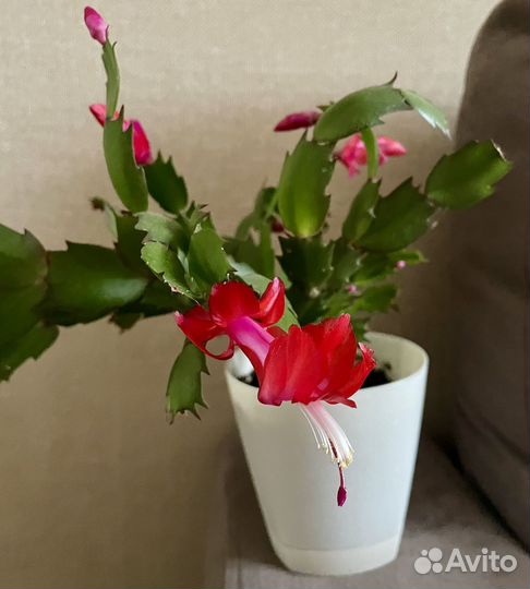 Цветущий красный декабрист (шлюмбергера)