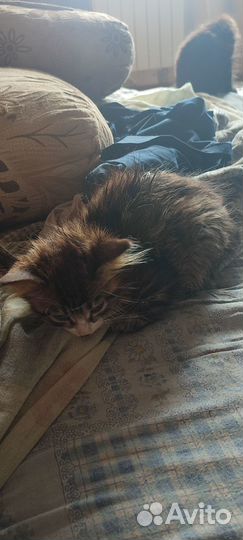 Сос помогите