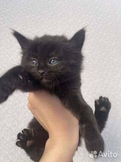 Котятки Чаузи