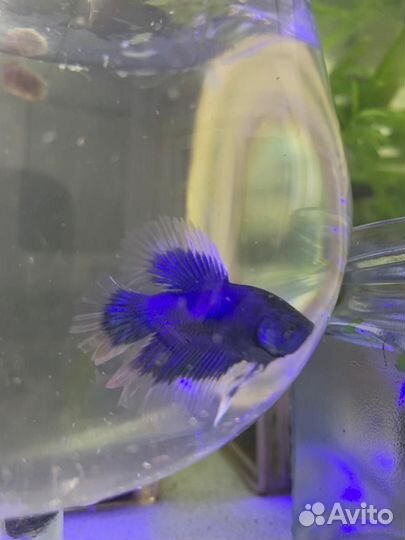 Аквариумные рыбки петушок