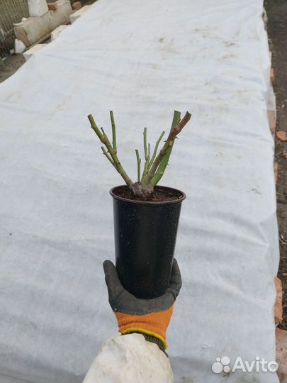 Роза на горшке