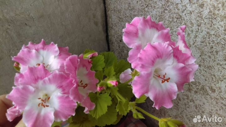 Королевская пеларгония