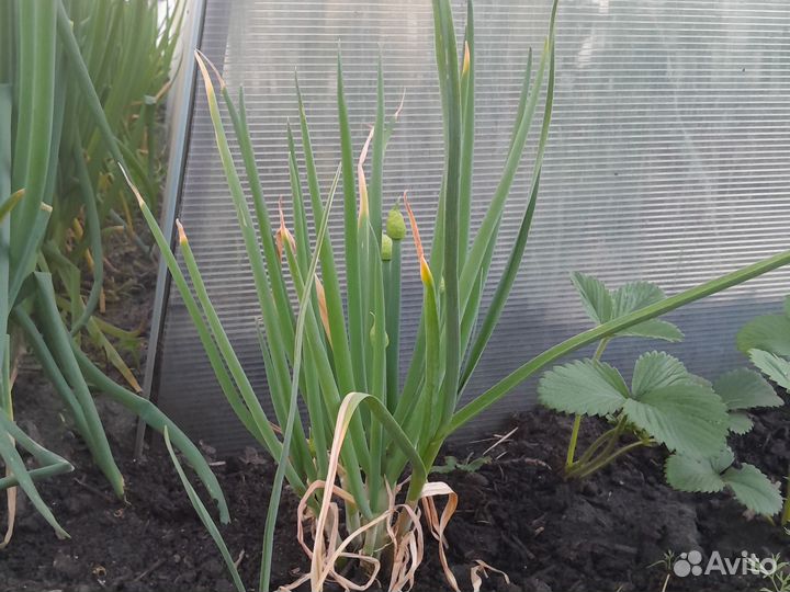 Лук для зелени