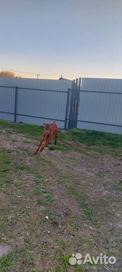 Бычек джерси