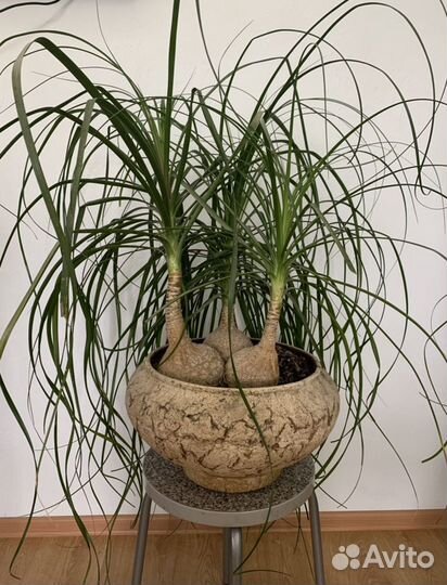 Бокарнея нолина