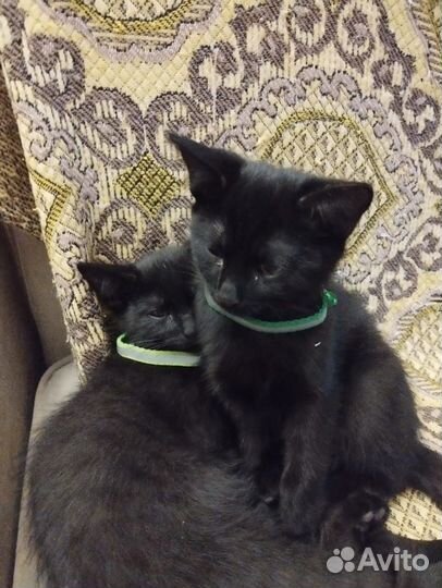 Черный котенок мальчик