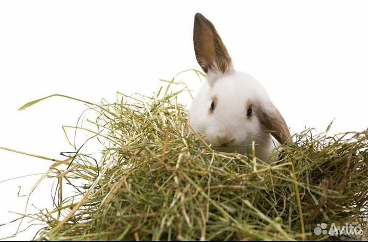 Продам сено в мешках