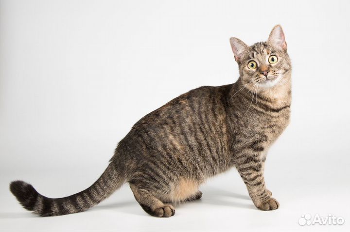 Молоденькая кошечка Стеффи