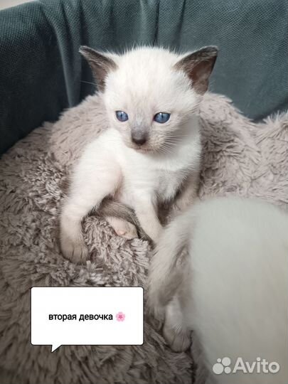 Тайские котята