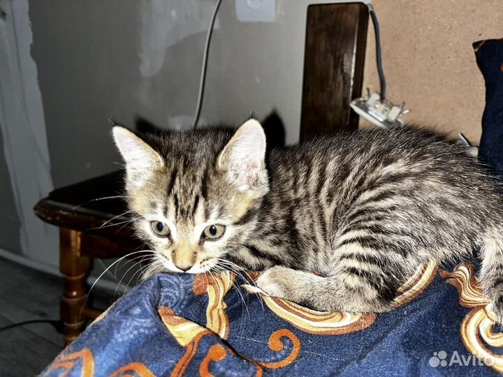 Котенок в добрые руки