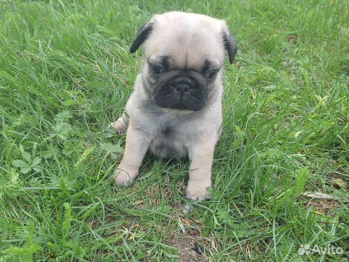 Щенки мопса девочки