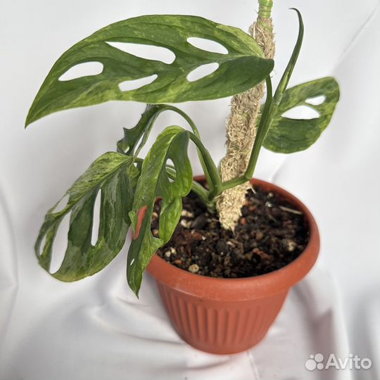 Монстера адансона минт