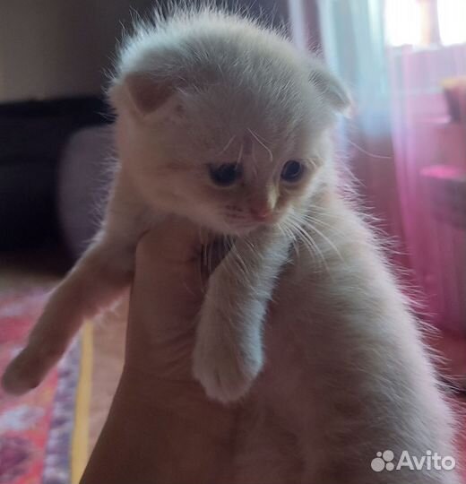 Шотландские вислоухие котята