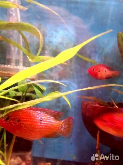 Аквариум и рыбки