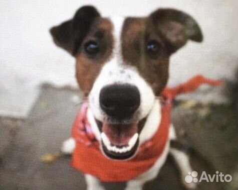 Вязка джек рассел терьер