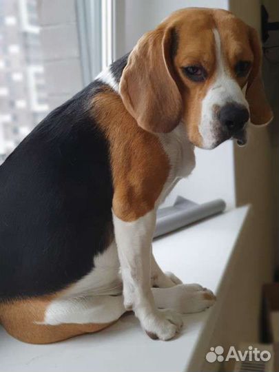 Бигль вязка