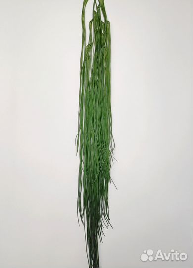 Растения для ресторана осока длинная опт