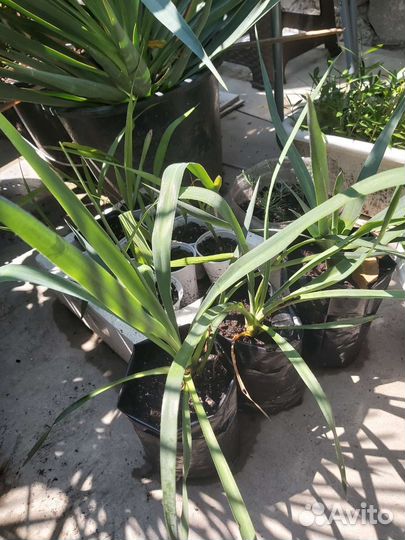 Пальма юкка