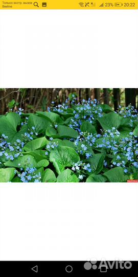 Многолетники