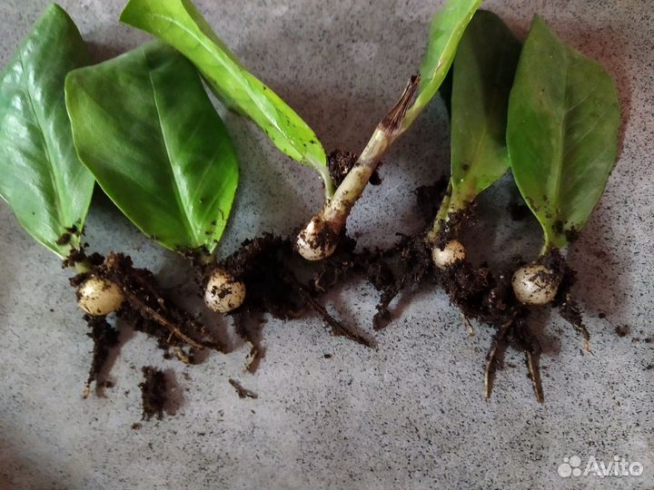 Замиокулькас