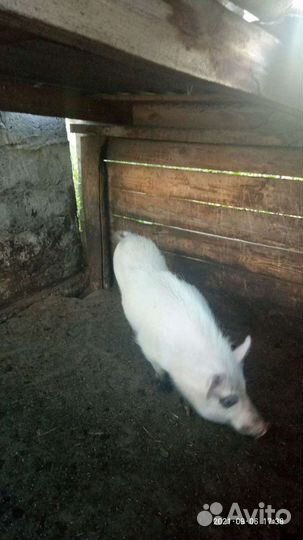 Хряк породы вьетнамской вислобрюхой