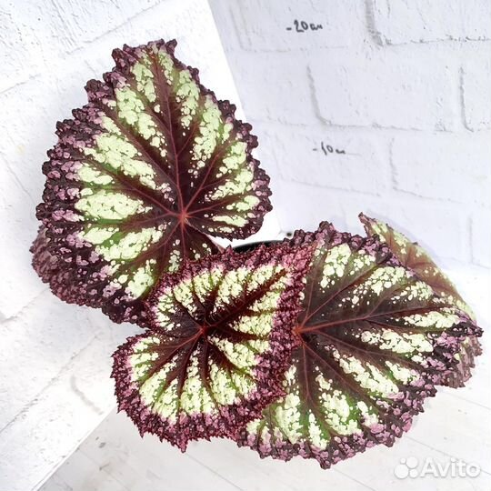 Бегония фейерверк