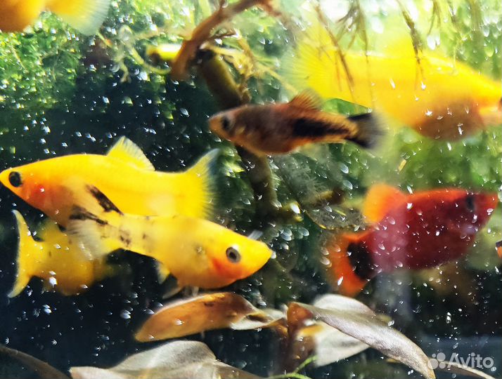 Моллинезия желтая с черными пятнышками