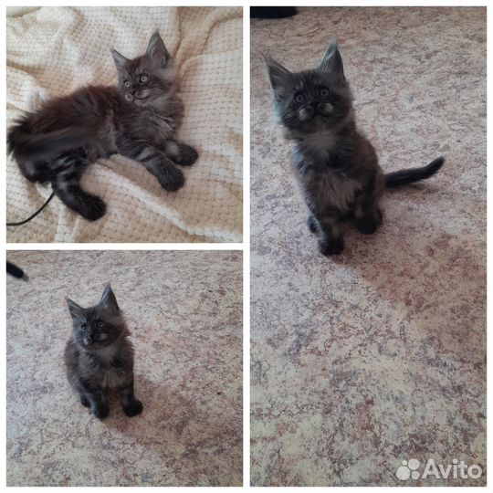 Мейн кун