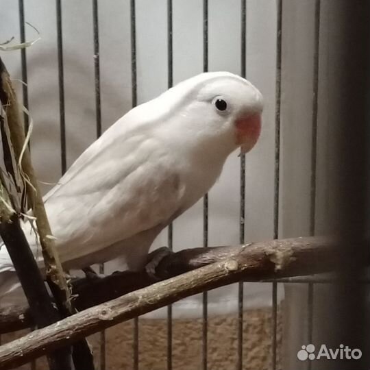 Неразлучник фишер