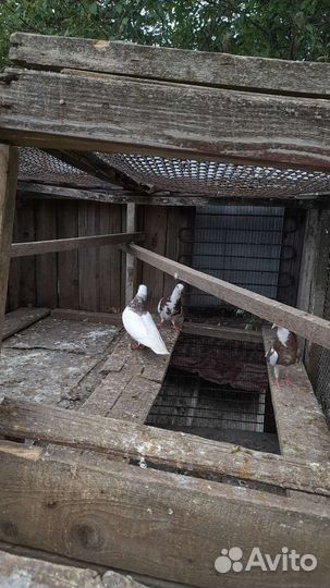 Продажа голубей